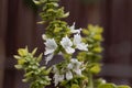 Basil flowers Ocimum basilicum with brown background