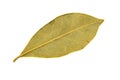 Macro photo of a bay leaf on a white background Royalty Free Stock Photo