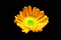 Macro photo of a beautiful asteraceae flower Royalty Free Stock Photo