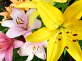 Macro image of beautiful blossoming yellow lillies in garden Royalty Free Stock Photo