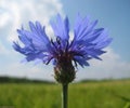 Macro photo of a beautiful blue field wild flower of Cornflower Royalty Free Stock Photo