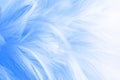 Macro photo of beautiful blue and white feathers vintage texture line background.