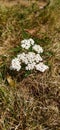 macro photo of beautiful butterfly in the sunlight in the wild field flower medicinal plants of Yarrow vague unclear on the Royalty Free Stock Photo