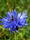 Macro photo of a beautiful Cornflower blue flower and bees Royalty Free Stock Photo