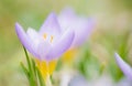 Macro photo of beautiful crocus flower Royalty Free Stock Photo