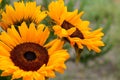 macro photo of beautiful field sunflowers Royalty Free Stock Photo