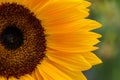 macro photo of beautiful field sunflowers Royalty Free Stock Photo