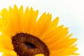 macro photo of beautiful field sunflowers Royalty Free Stock Photo