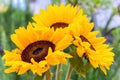 macro photo of beautiful field sunflowers Royalty Free Stock Photo