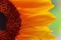 macro photo of beautiful field sunflowers Royalty Free Stock Photo