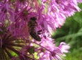 Macro photo with a beautiful flower of Allium with spherical inflorescence purple and nectar-gathering bee