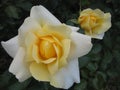 Macro photo with a beautiful flower of a shrub varietal garden rose plant with yellow petals for landscape design Royalty Free Stock Photo