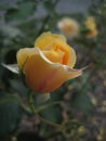 Macro photo with a beautiful flower of a shrub varietal garden rose plant with yellow petals for landscape design Royalty Free Stock Photo