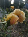 Macro photo with a beautiful flower of a shrub varietal garden rose plant with yellow petals for landscape design Royalty Free Stock Photo