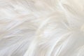 Macro photo of beautiful gray feathers vintage texture line background.