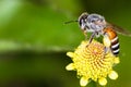 Hony bee and flowers Royalty Free Stock Photo