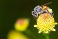 Hony bee and flowers Royalty Free Stock Photo