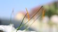Lily spider flower stamens