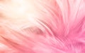 Macro photo of beautiful pink feathers vintage texture line background.