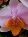 Macro photo of a beautiful pink flower from the family of Orchids of the genus Phalaenopsis