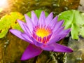 Macro image of beautiful pink lotus or water lilly flower in lake Royalty Free Stock Photo