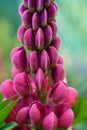 Macro photo of a beautiful pink lupine flower, vertical orientation. Royalty Free Stock Photo