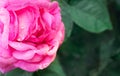 Macro photo of beautiful pink rose with water drops. Bud bloom on a branch with a green background. Royalty Free Stock Photo