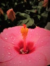 Macro photo with beautiful tropical bright pink Hibiscus flower with drops of rain water