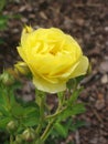 Macro photo of beautiful yellow Rose flower symbolizing elegance, luxury