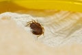Bed Bug Royalty Free Stock Photo