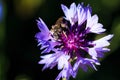 Macro photo of a bee. Centaurea cyanus close up. A bee collects nectar from a cornflower. Wild flower bachelor`s button. Flower. Royalty Free Stock Photo