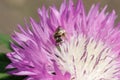 Macro photo of a bee close up. A bee collects nectar from flower