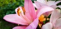 Macro image of bee flying around colorful blossoming lilly flowers. Beautiful background. Harmony and beauty in nature