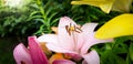 Macro image of bee flying around colorful blossoming lilly flowers. Beautiful background. Harmony and beauty in nature