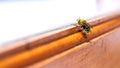 Macro photo of a bee hive