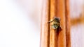 Macro photo of a bee hive