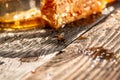 Macro photo of a bee hive on a honeycomb. Bees produce fresh, healthy, honey. Honey background. Beekeeping concept. Long banner Royalty Free Stock Photo