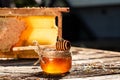 Macro photo of a bee hive on a honeycomb. Bees produce fresh, healthy, honey. Honey background. Beekeeping concept. Long banner Royalty Free Stock Photo