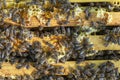 Macro photo of a bee hive on a honeycomb with copyspace. Bees produce fresh, healthy, honey. Beekeeping concept