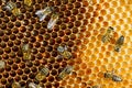 Macro photo of a bee hive on a honeycomb with copyspace. Bees produce fresh, healthy, honey. Royalty Free Stock Photo