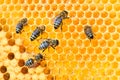 Macro photo of a bee hive on a honeycomb with copyspace. Bees produce fresh, healthy, honey. Beekeeping concept Royalty Free Stock Photo