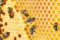 Macro photo of a bee hive on a honeycomb with copyspace. Bees produce fresh, healthy, honey. Royalty Free Stock Photo