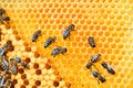 Macro photo of a bee hive on a honeycomb with copyspace. Bees produce fresh, healthy, honey. Beekeeping concept Royalty Free Stock Photo