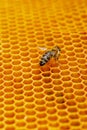 Macro photo of a bee hive on a honeycomb with copyspace. Bees produce fresh, healthy, honey. Beekeeping concept Royalty Free Stock Photo