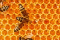 Macro photo of a bee hive on a honeycomb with copyspace. Bees produce fresh, healthy, honey. Beekeeping concept Royalty Free Stock Photo