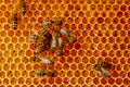 Macro photo of a bee hive on a honeycomb with copyspace. Bees produce fresh, healthy, honey. Beekeeping concept Royalty Free Stock Photo