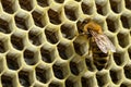 Macro photo of a bee hive on a honeycomb with copyspace. Bees produce fresh, healthy, honey. Beekeeping concept. Royalty Free Stock Photo