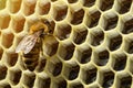 Macro photo of a bee hive on a honeycomb with copyspace. Bees produce fresh, healthy, honey. Beekeeping concept. Copy Royalty Free Stock Photo