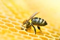 Macro photo of a bee hive on a honeycomb with copyspace. Bees produce fresh, healthy, honey. Royalty Free Stock Photo