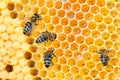 Macro photo of a bee hive on a honeycomb with copyspace. Bees produce fresh, healthy, honey. Royalty Free Stock Photo
